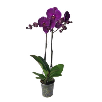 Storczyk Orchidea 2 sztuki mix kolorów